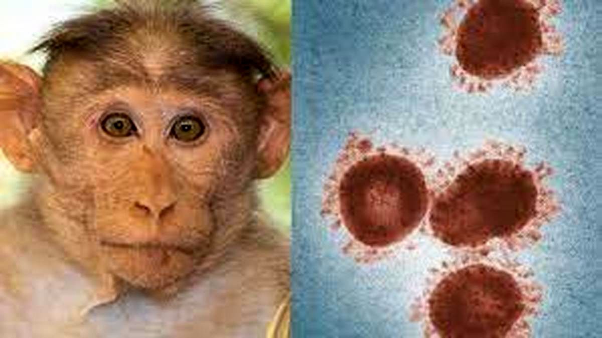 هشدار: پیشگیری از آبله میمون | علایم ابتدایی آبله میمون