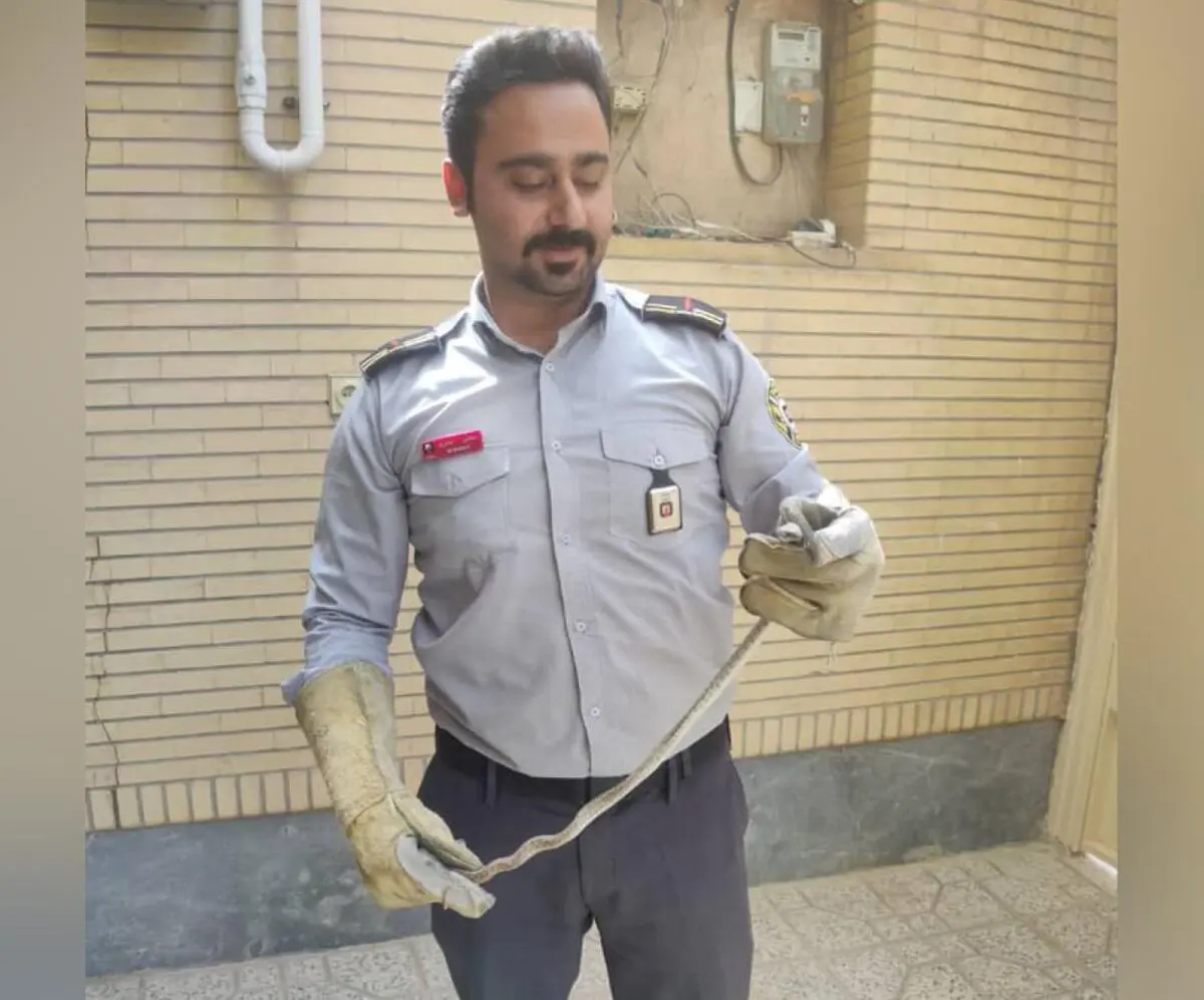 مارها به اصفهان حمله کردند