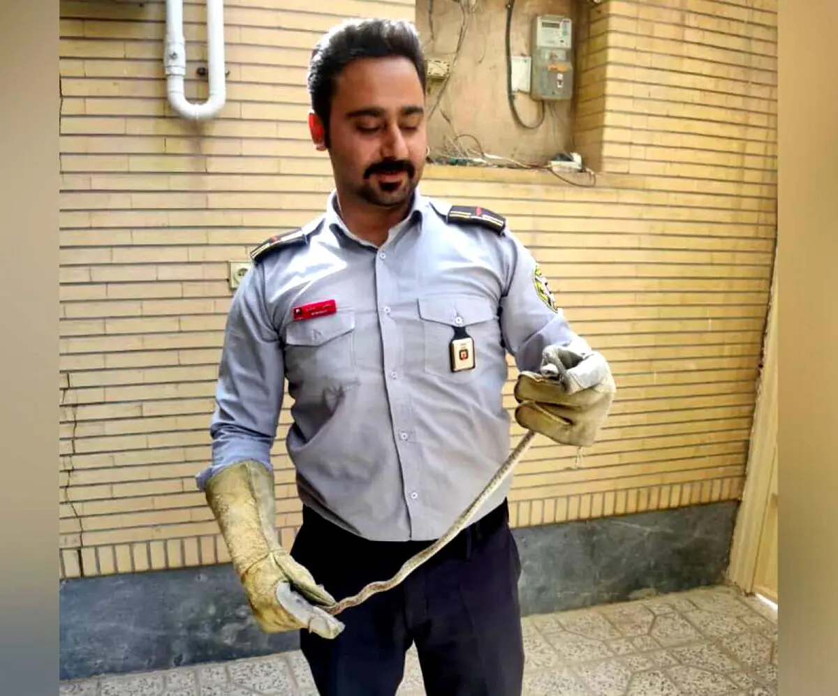مارها به اصفهان حمله کردند