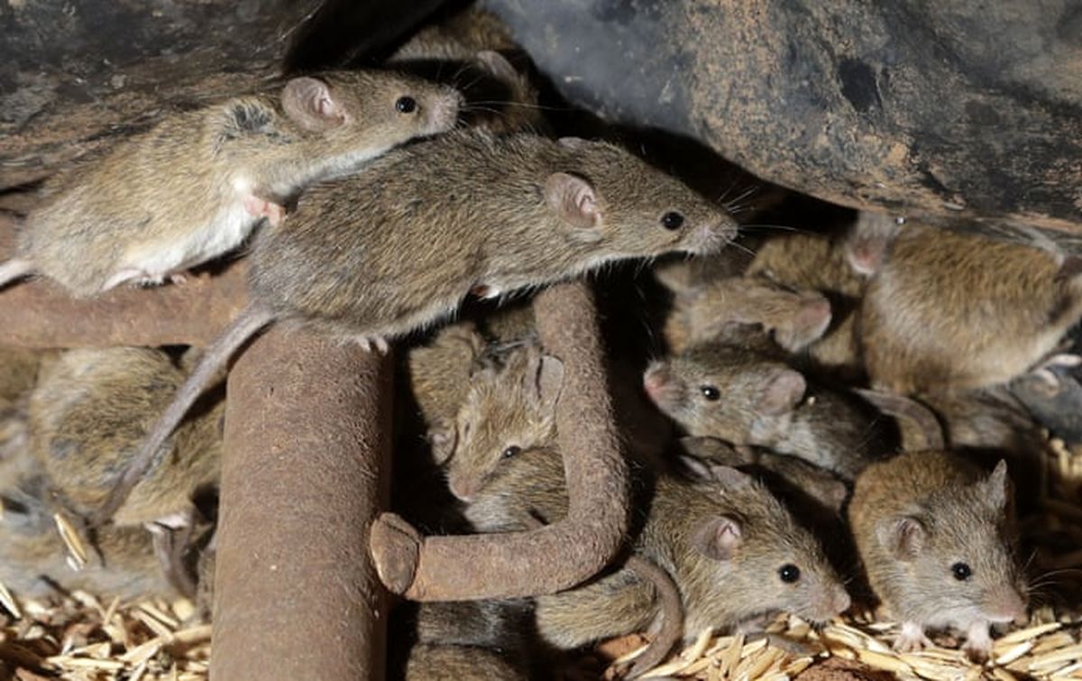موش های دراکولایی این خیابان تهران| فیلم