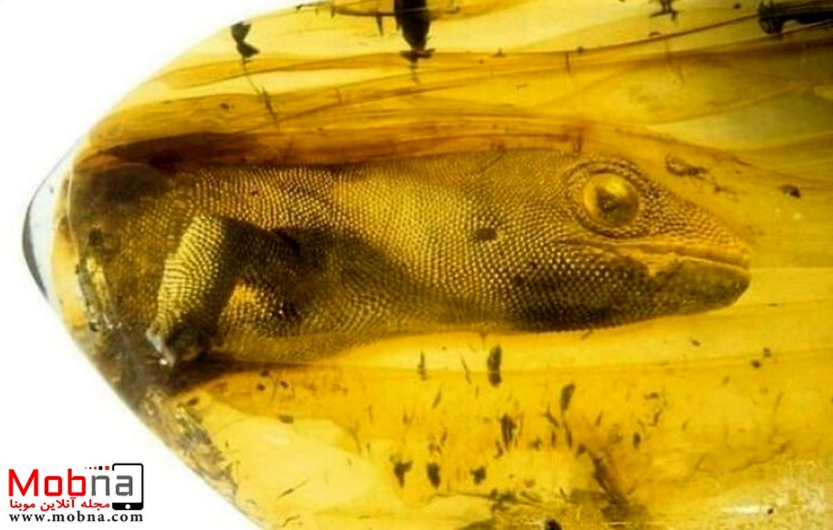 این مارمولک 54 میلیون سال عمر دارد! | مارمولک گیر افتاده در صمغ کشف شد