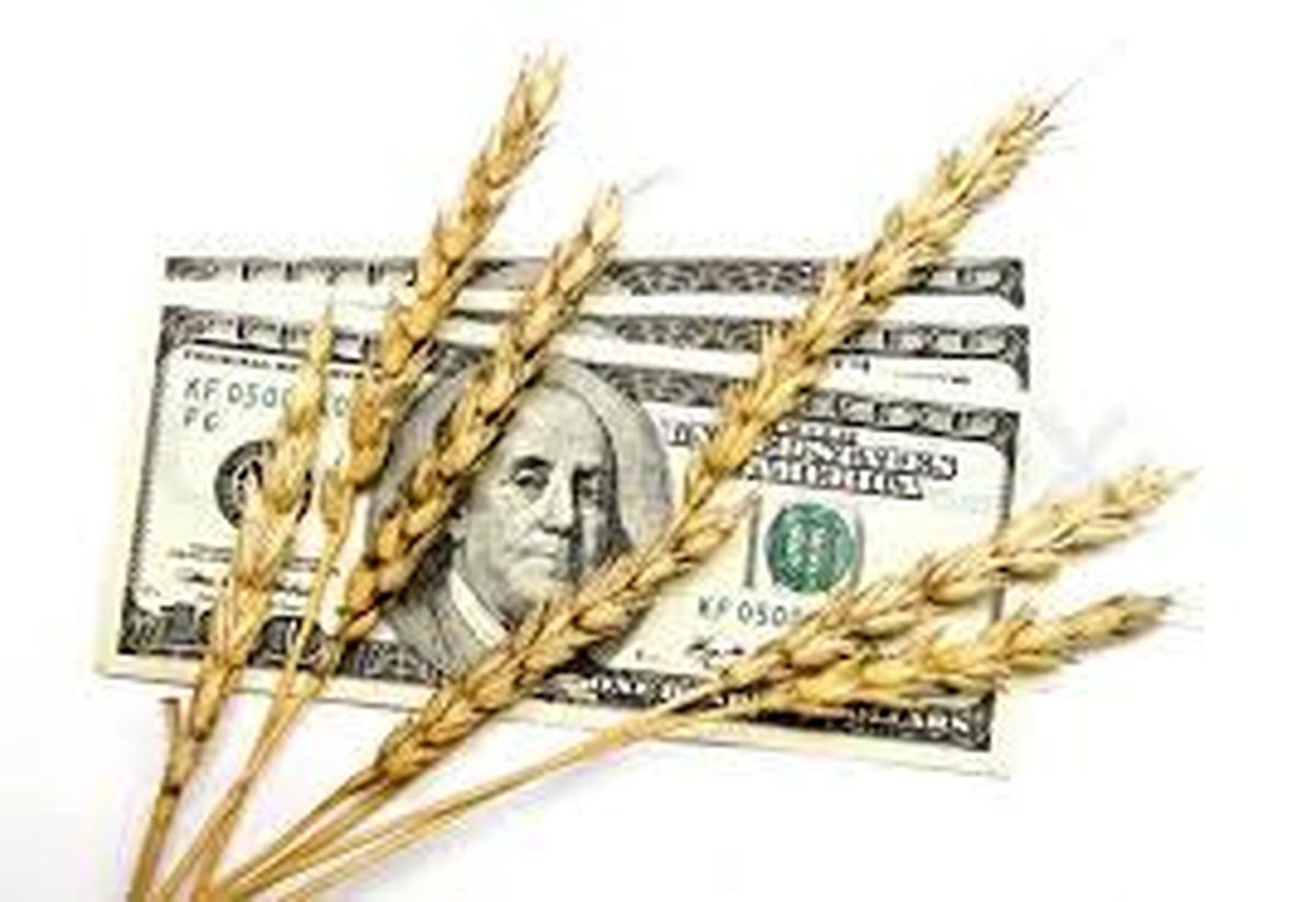 قیمت گندم افزایش یافت