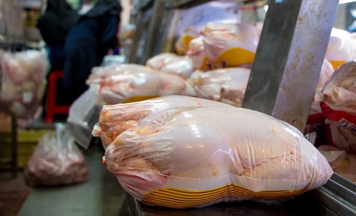 قیمت مرغ سقوط کرد | کاهش عجیب قیمت مرغ امروز در بازار 
