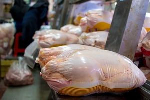 تصمیم جدی دولت برای کنترل افزایش قیمت مرغ | قیمت مرغ به نرخ امروز 13 آبان ماه؟!