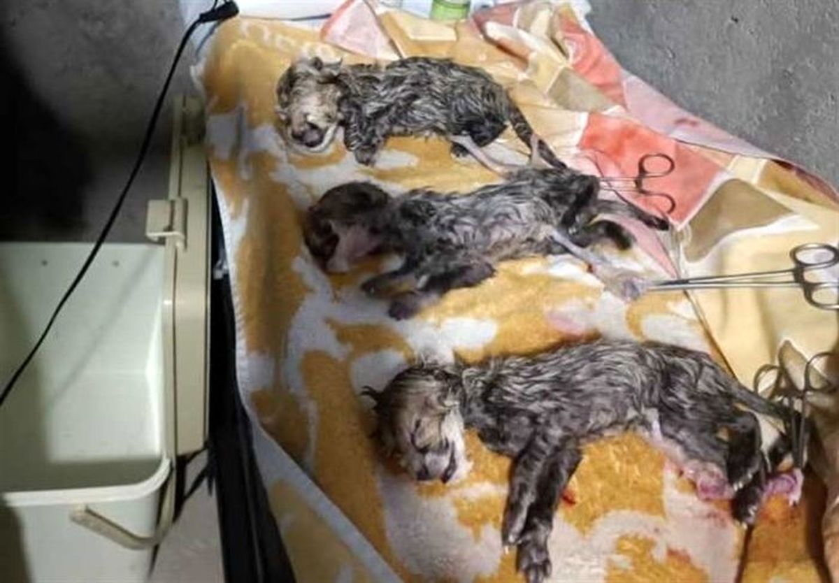 یوزپلنگ ایرانی سه قلو به دنیا آورد