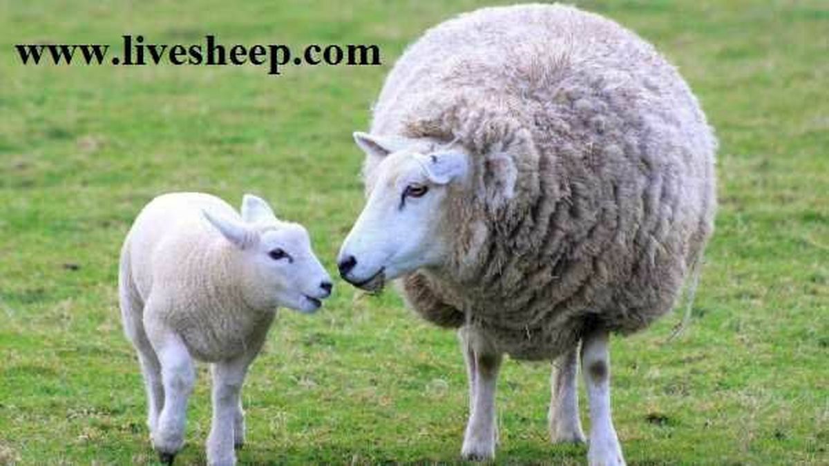 آیا خرید گوسفند زنده صرفه اقتصادی بیشتری دارد؟