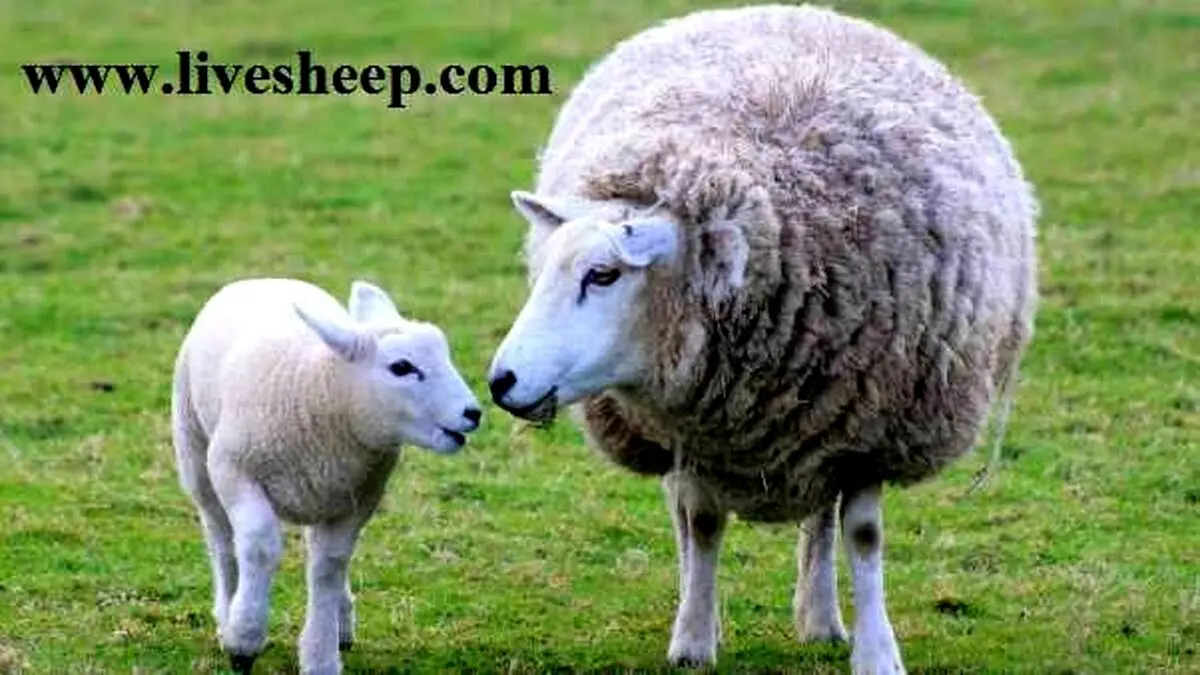 آیا خرید گوسفند زنده صرفه اقتصادی بیشتری دارد؟